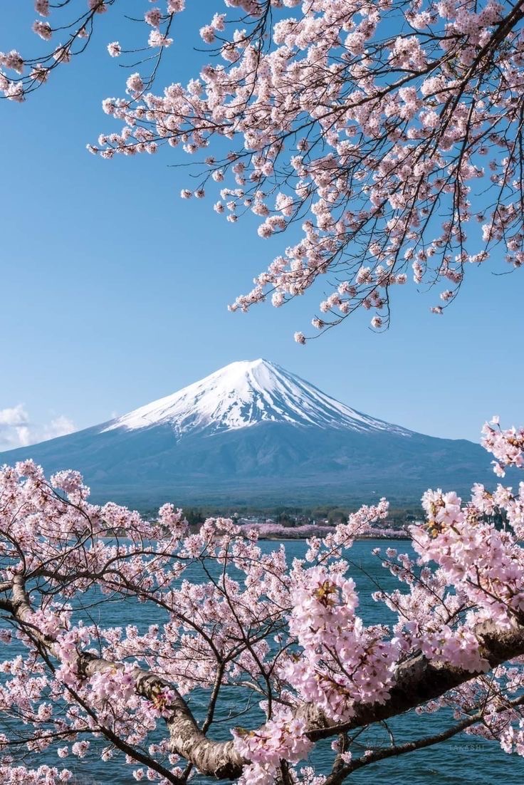 Spring Sakura Blossom — Osaka - Kyoto - Nara - Fujikawaguchiko - Tokyo